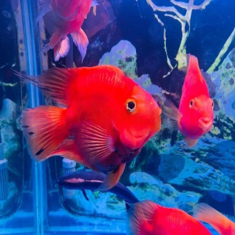 Red Parrot with Oscar Black Ghost