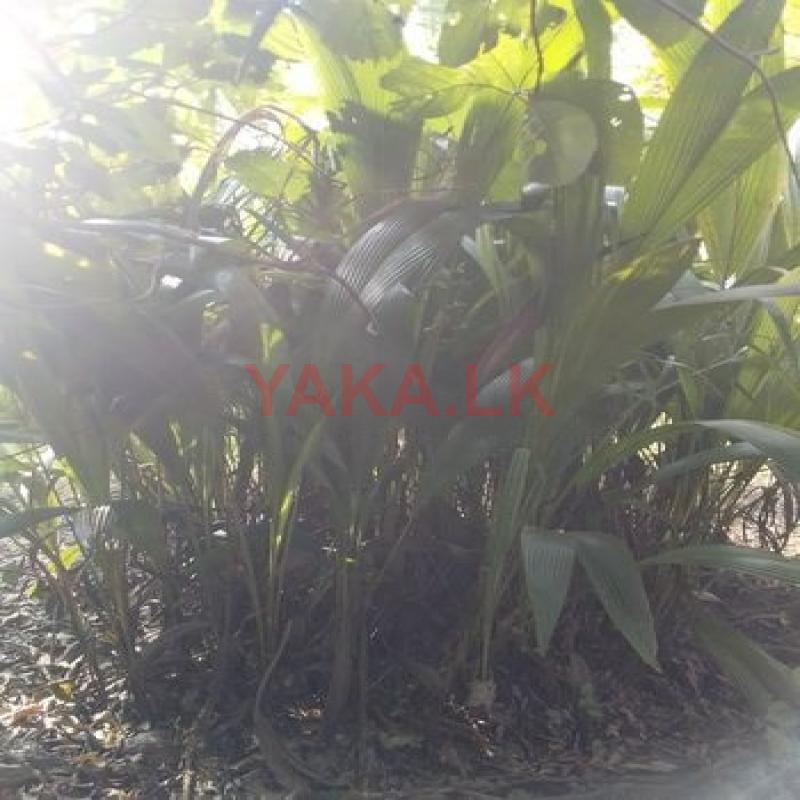 தென்னம் பிள்ளை