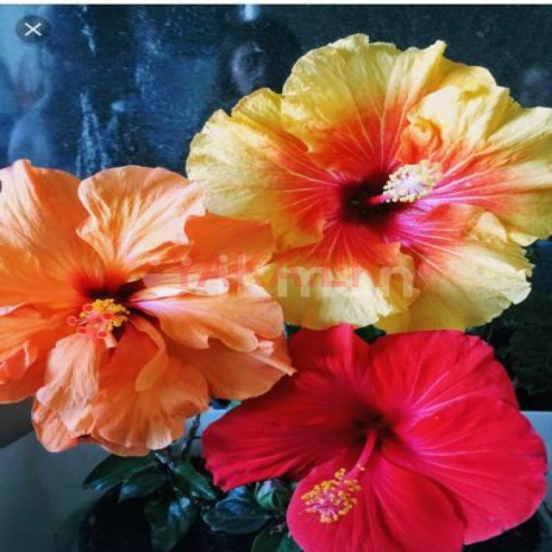 Hibiscus Plant