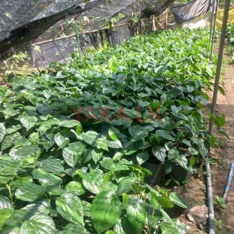 வெற்றிலை கன்றுகள்