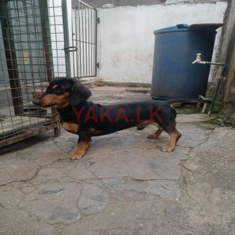 Dachsund Male Dog for Crossing