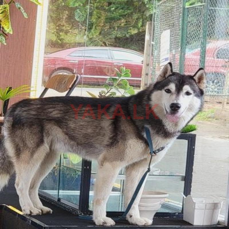 Husky For Crossing (Stud)