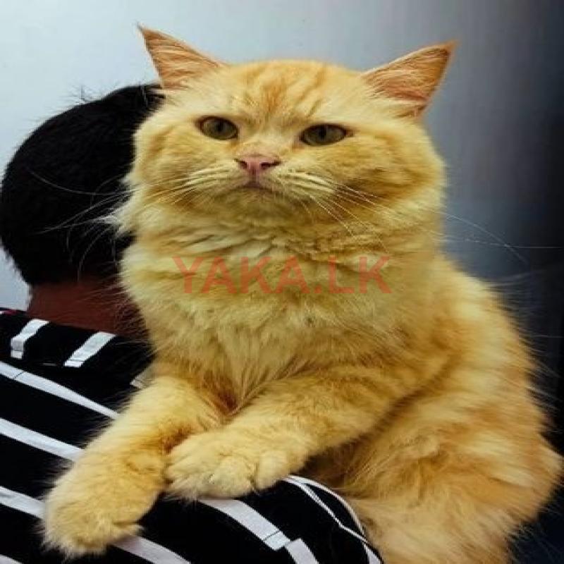 Persian Cat for Crossing