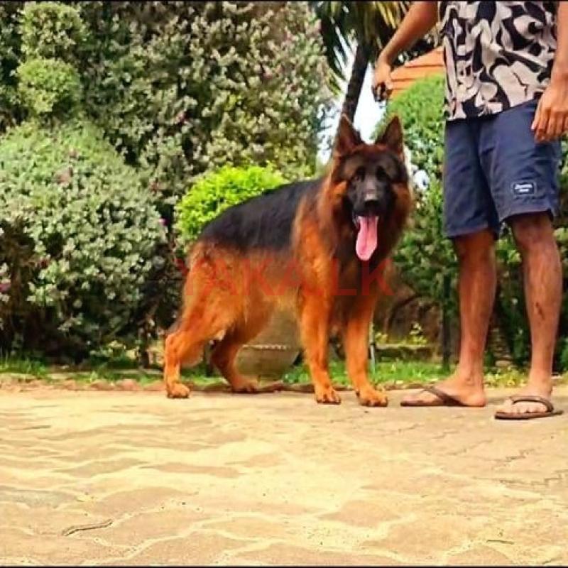 German Shepherd Crossing