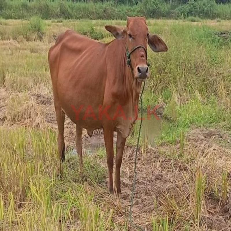 Sahiwal Cow
