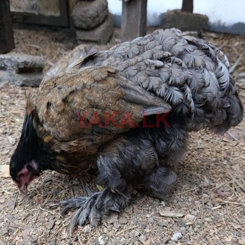 බ්‍රාමා සතුන්