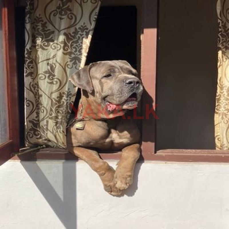 Cane Corso (italian Mastiff) for Studs