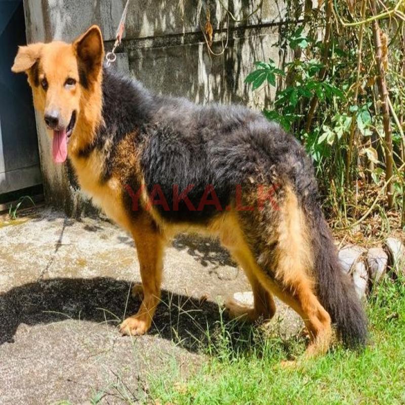 Lion Shepheard Dog for Crossing