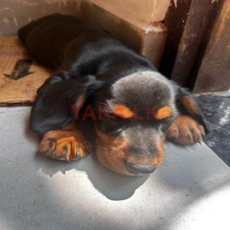 Dachshund Puppy