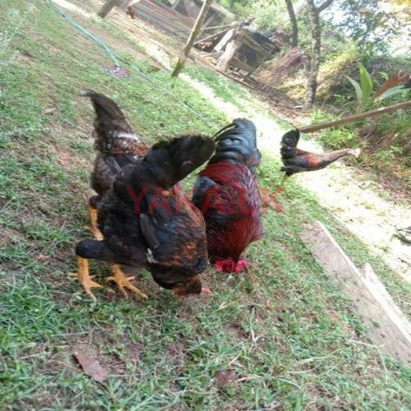 ගම් කුකුළන්