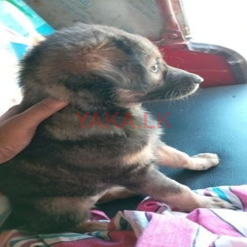 ජර්මන් ෂෙපර්ඩ්