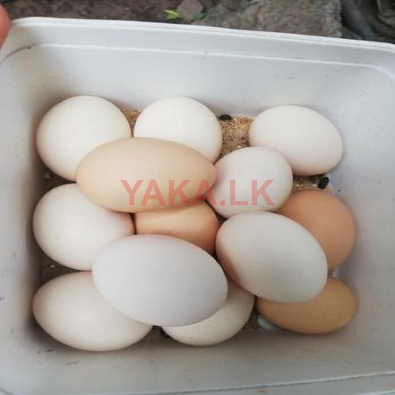 බැන්ටම් බිත්තර