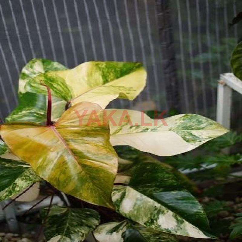 Philodendron Strawberry Shake