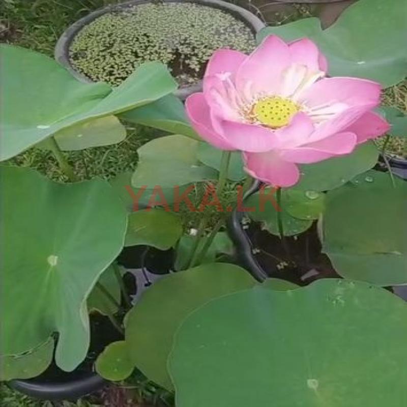 නෙළුම් පැළ