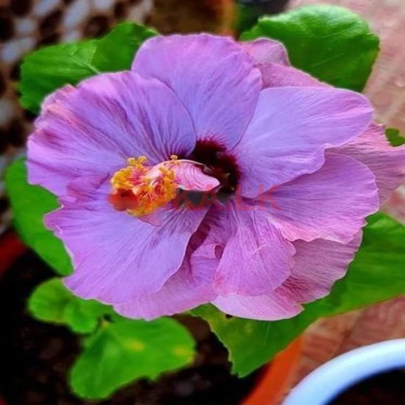 செம்பரத்தைப்பதிகள் Plant