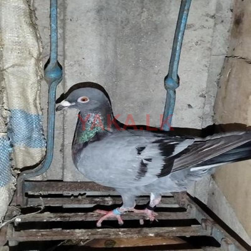 Pigeon