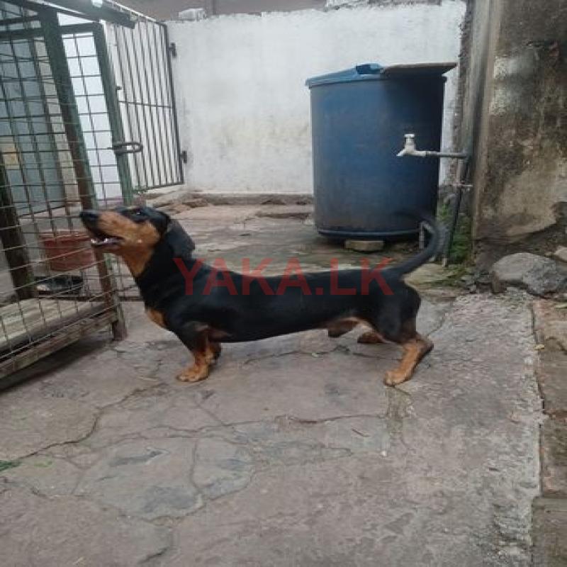 Dachshund Dog for Crossing