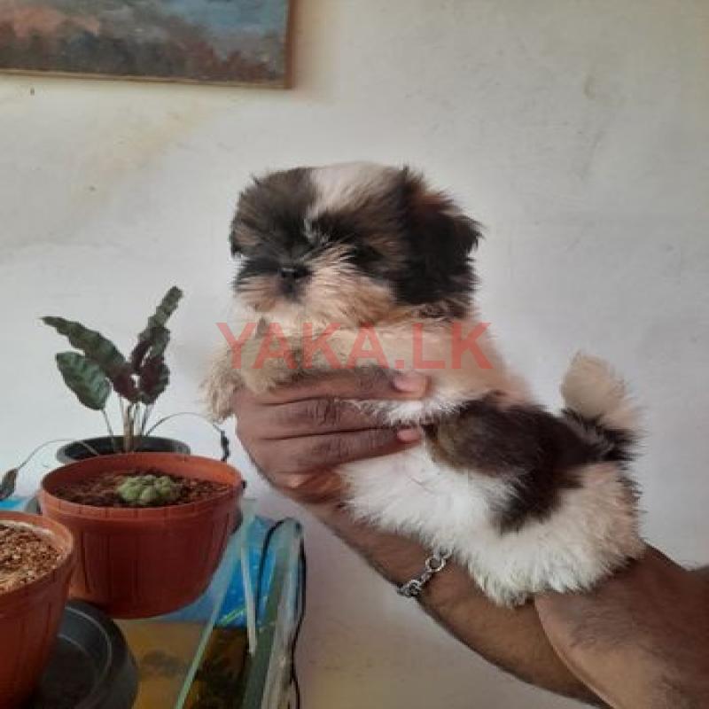 Shih Tzu Puppies
