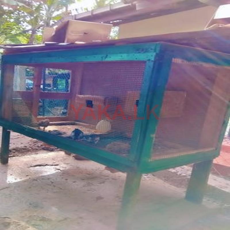 කුරුලු කූඩුවක්