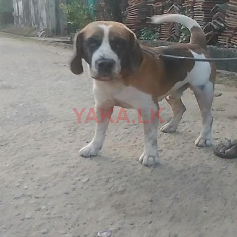 Beagle Male Dog for Crossing