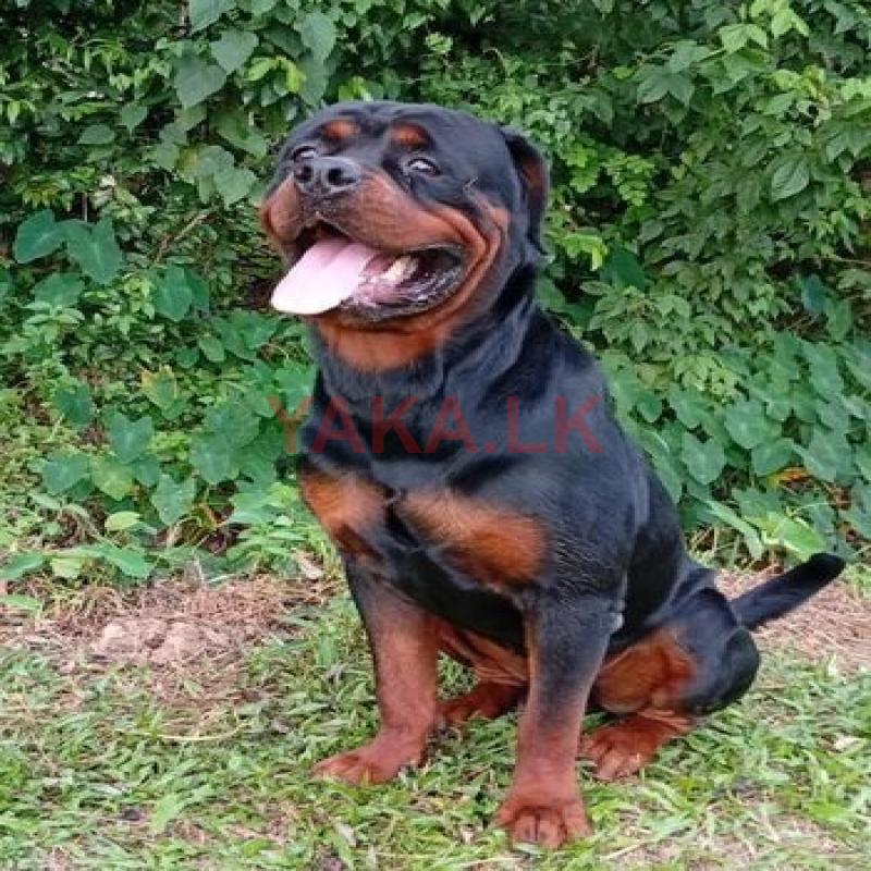 Rottweiler Dog (Male) for Crossing