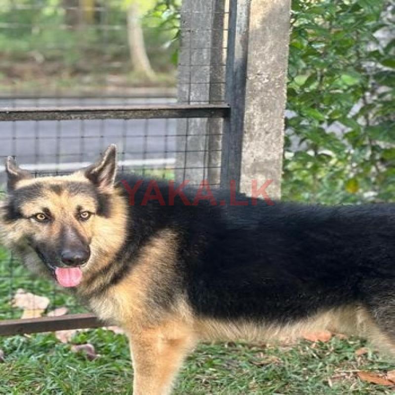 German Shepherd Dog for Crossing