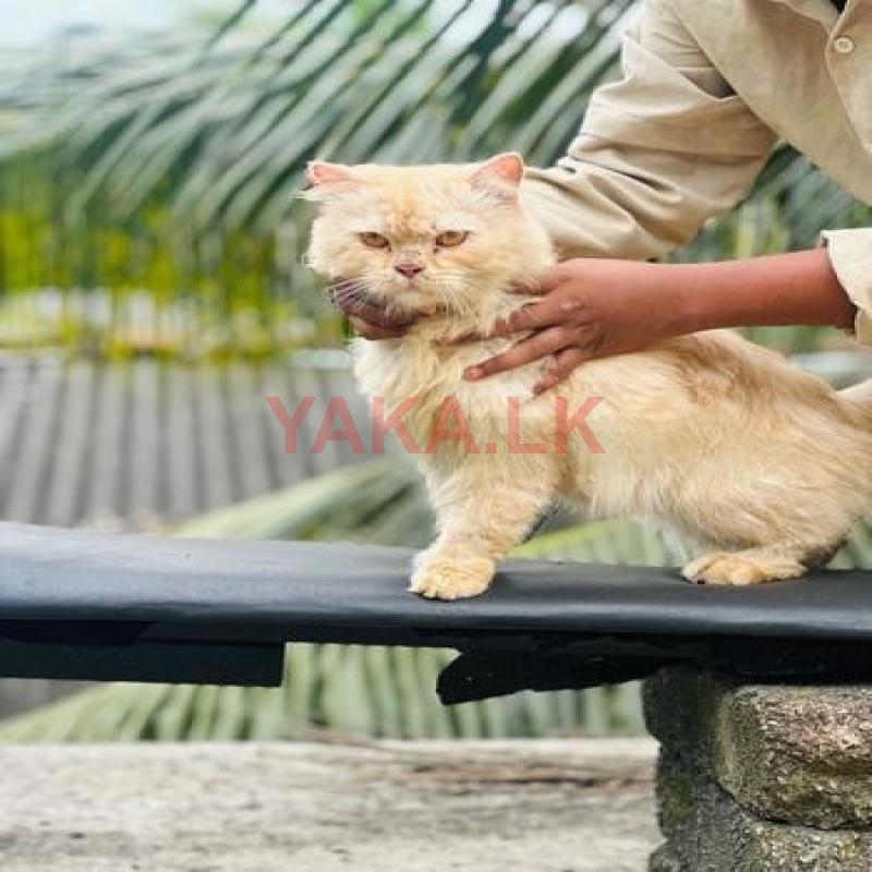 Persian Cat for Crossing