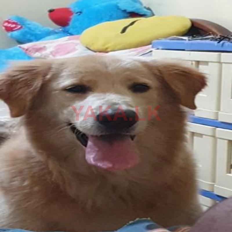 Golden Retriever Dog for Crossing