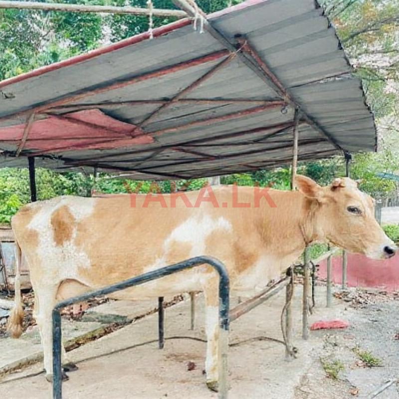 කිරි එළදෙනක් පැටියා