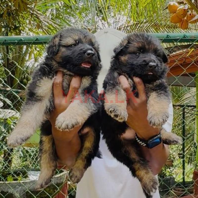 German Shepherd Long Coat Puppy