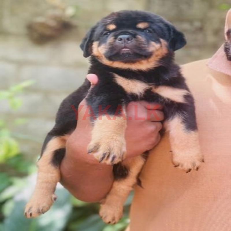 Rottweiler Puppies