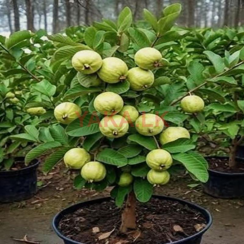 guava