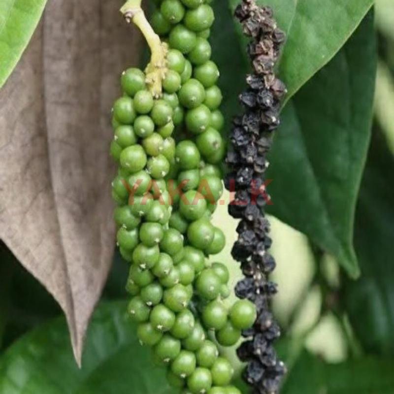 கறுப்புமிளகு