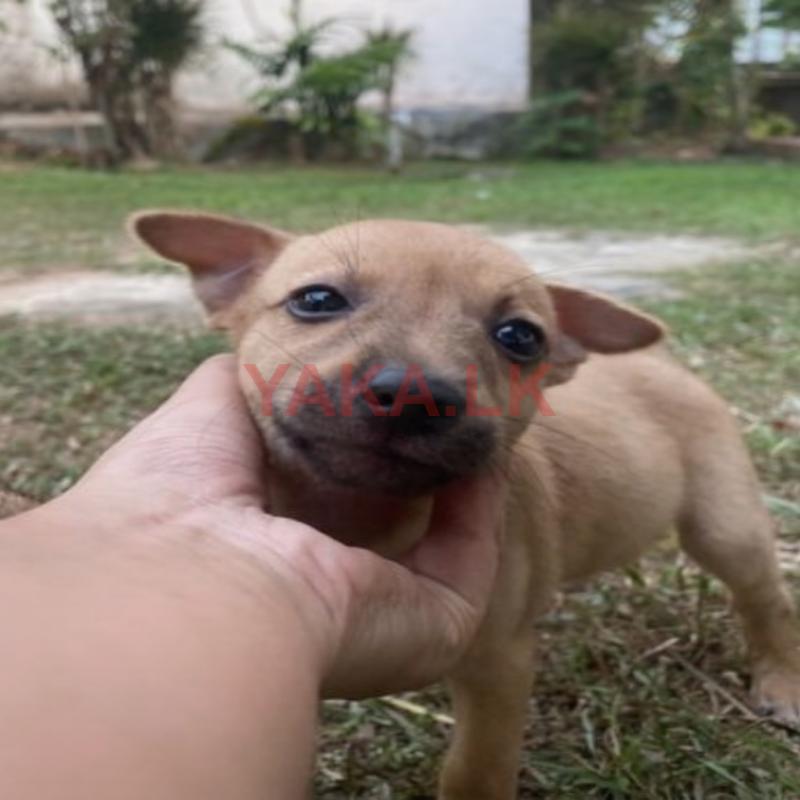 3 Female Puppies – for Good Homes