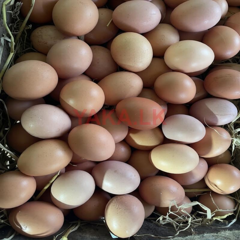 Red Eggs