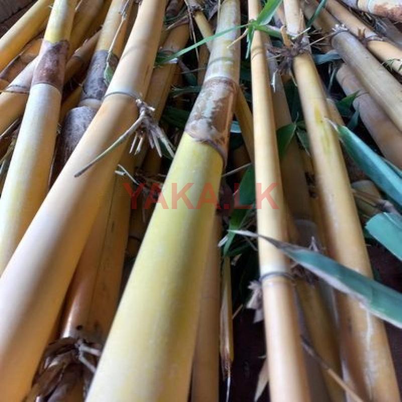 Bamboo Stick Plant