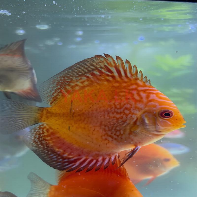 Discus Fish