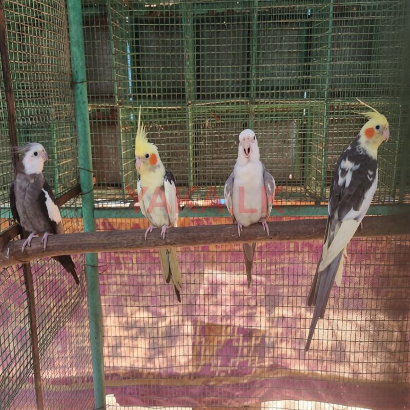 Cockatiel Birds