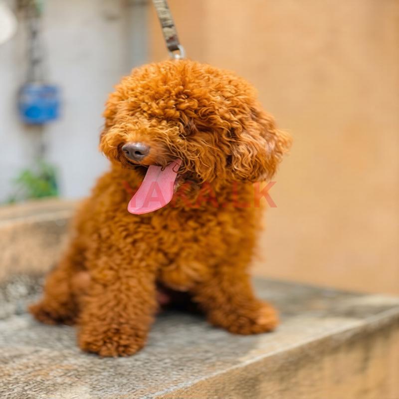 Toy Poodle Male Dog for Crossing