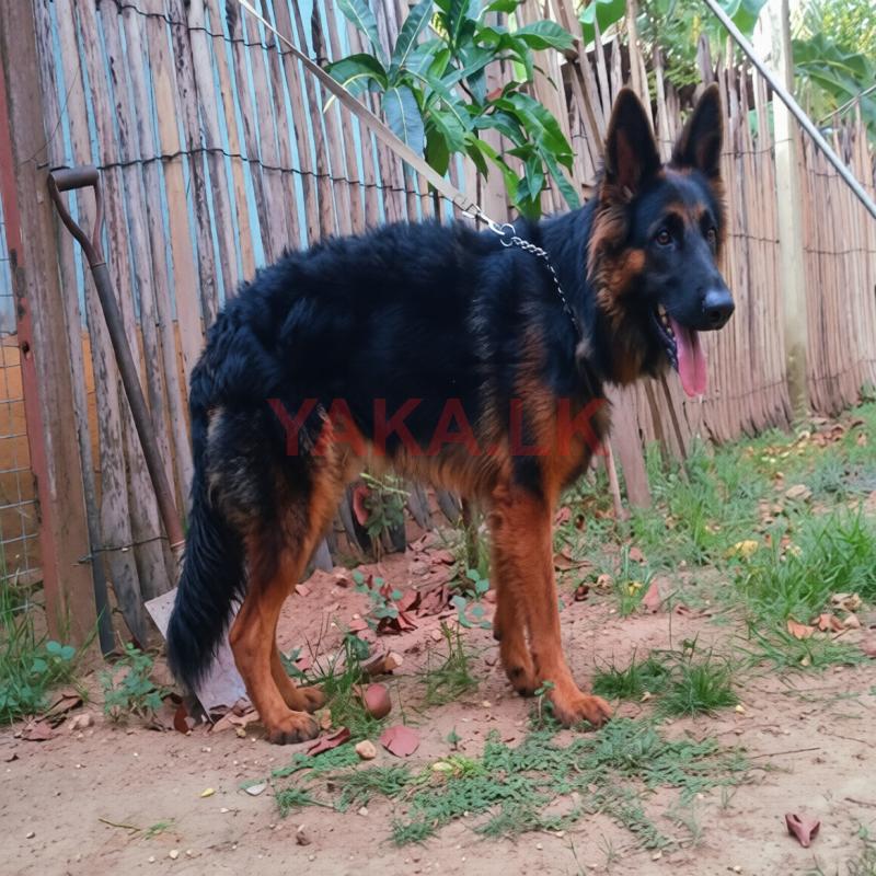German Shepherd Male for Crossing