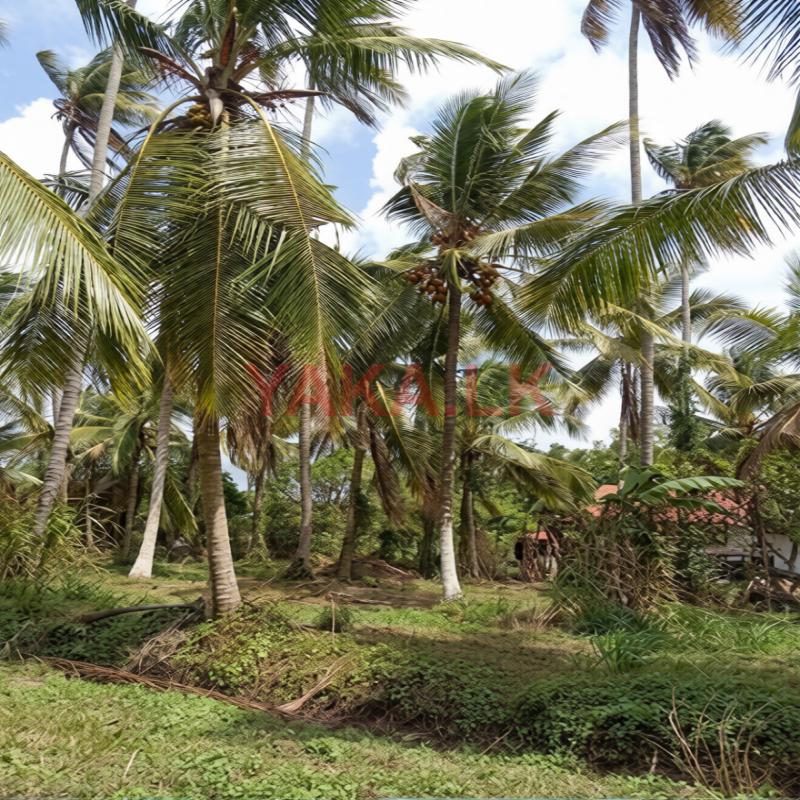 Land for Sale in Waradala