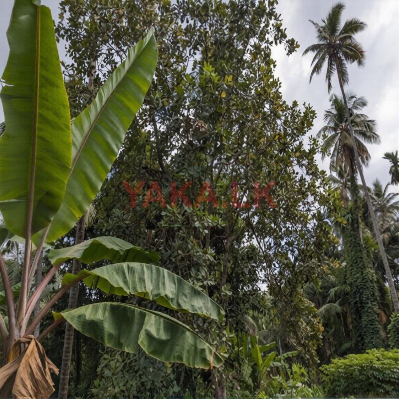 Land for sale in kalagedihena