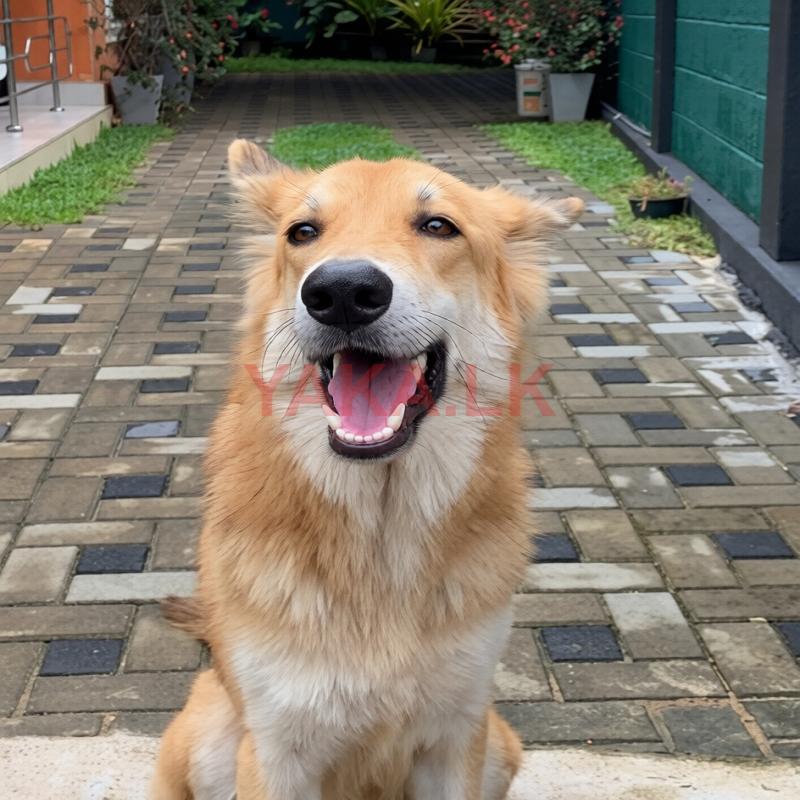 German Shepherd Long Coat for Stud