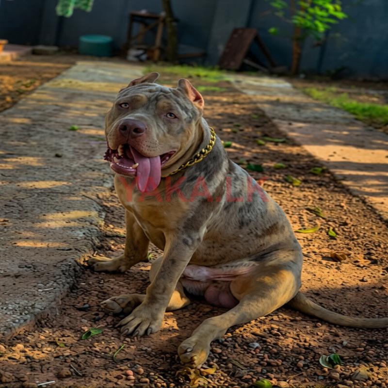 American Bully for Crossing