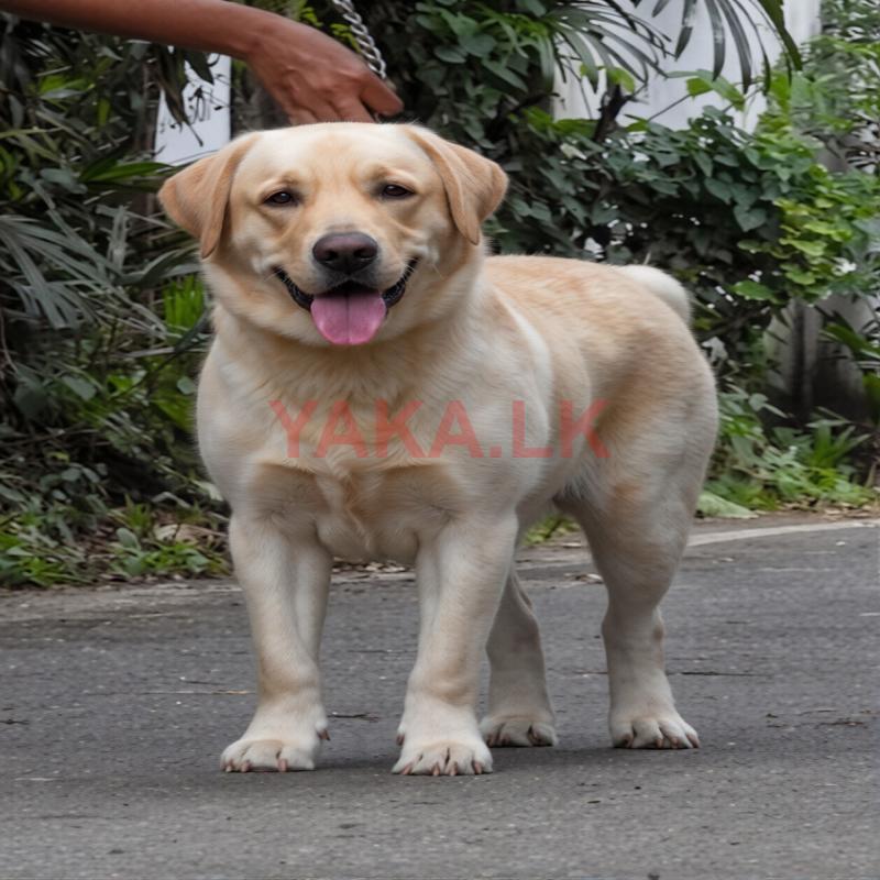 Labrador Dog for Crossing
