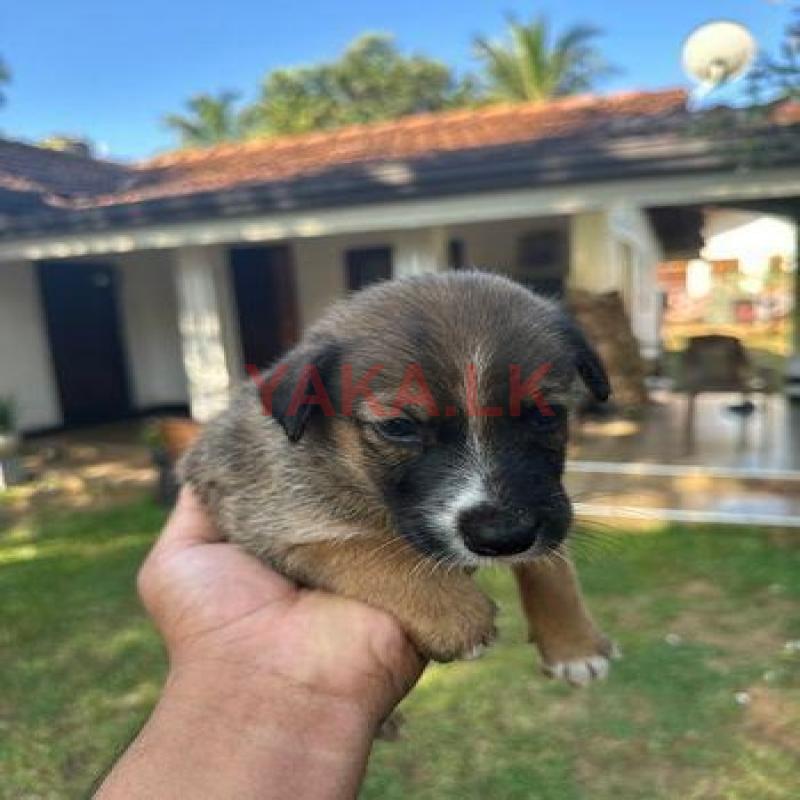 Puppies for Kind Home