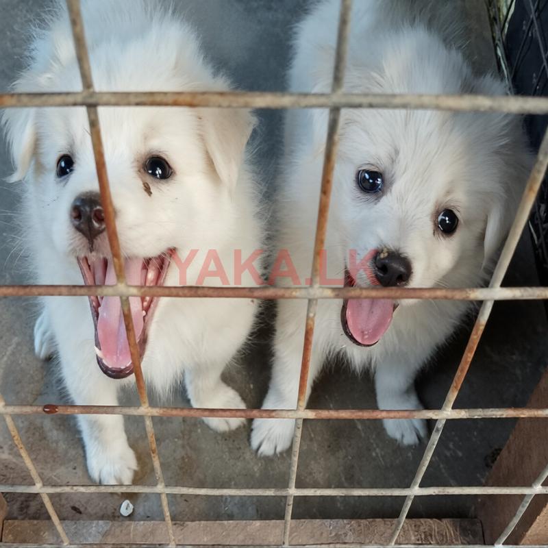 Lion Pomeranian Puppies