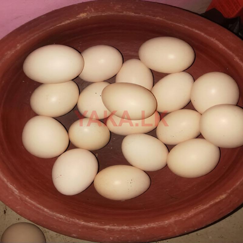 முட்டை Egg