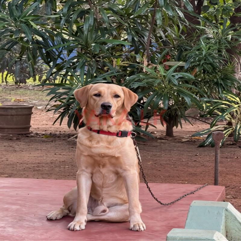 Labrador for Crossing