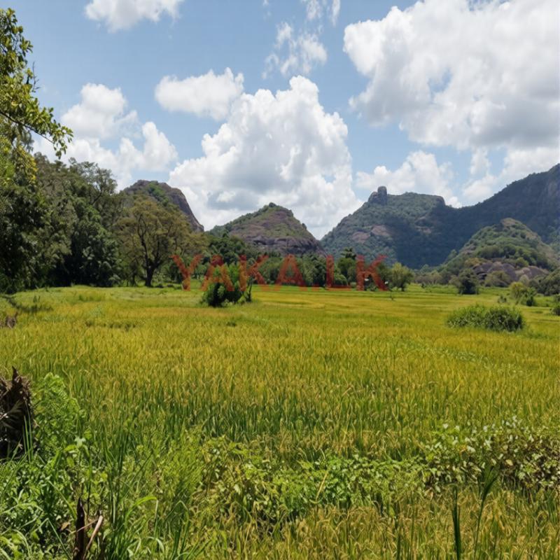 දඹුල්ල අවටින් පර්චස් 165.සුන්දර වෙල් යායකට යාබදව ව්කිණිමට ඇත